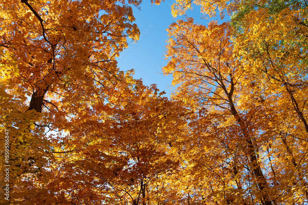 Autumnal sunny day. Seasonal leaves on tree. Natural autumn leaves. Autumn beauty of nature. Fall season nature. Fall leaves of tree. Bright colors. Autumn tree. Nature in fall season Autumnal sunny day. Seasonal leaves on tree. Natural autumn leaves. Autumn beauty of nature. Fall season nature. Fall leaves of tree. Bright colors. Autumn tree. Nature in fall season