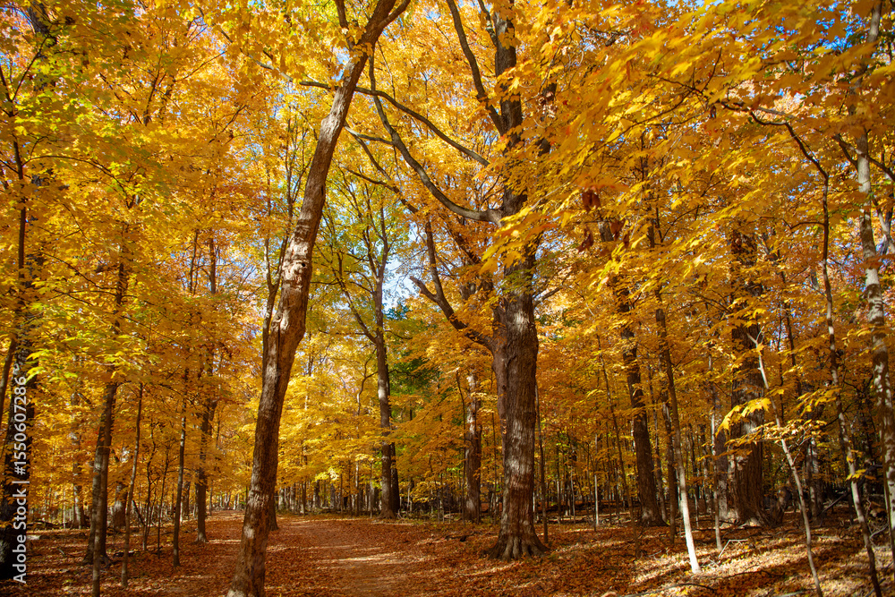 Fall leaves change color. Nature fall weather. Autumn breeze. Seasonal forest. Natural fallen leaves. Autumnal leaves on tree. Autumnal season nature. Bright color fall. Autumn season Fall leaves change color. Nature fall weather. Autumn breeze. Seasonal forest. Natural fallen leaves. Autumnal leaves on tree. Autumnal season nature. Bright color fall. Autumn season