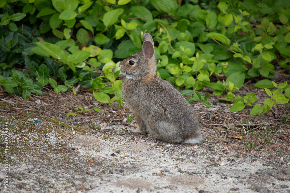 Fototapeta premium proud baby bunny 