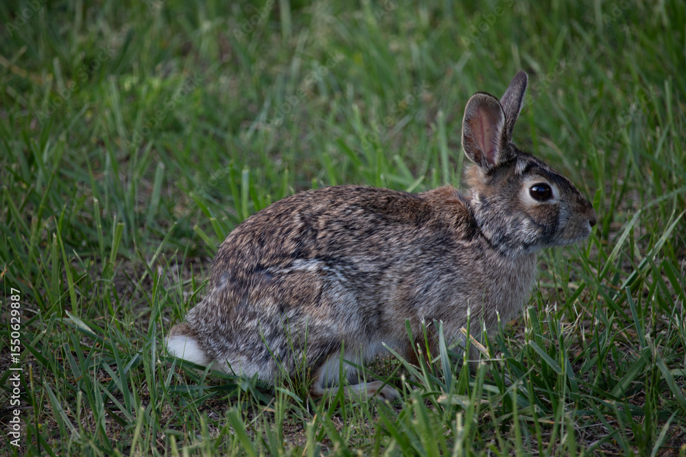 Fototapeta premium cottontail bunny