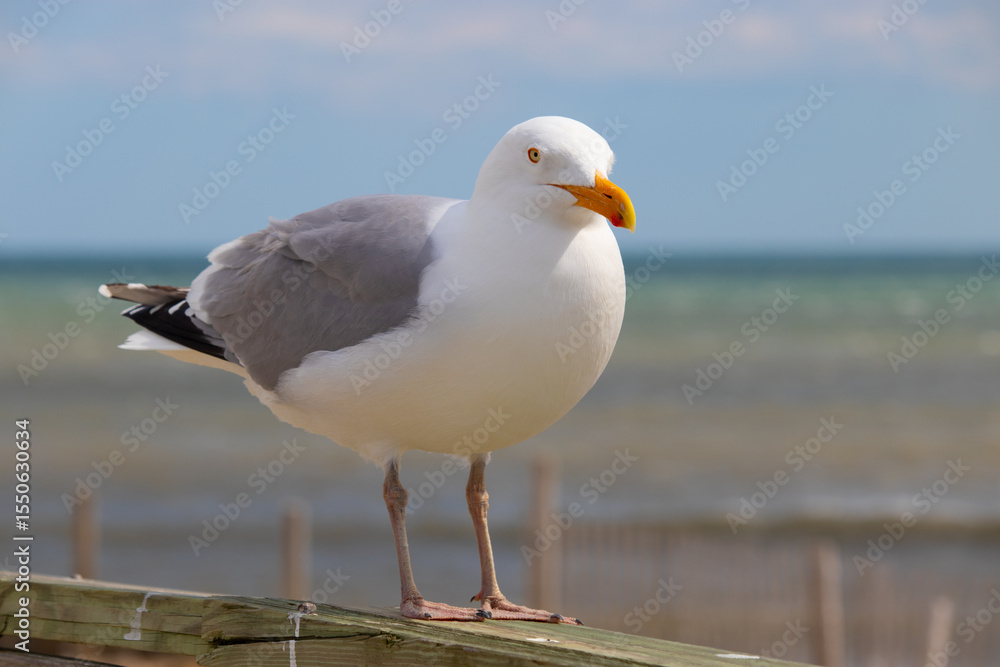 Fototapeta premium seagull looking at you