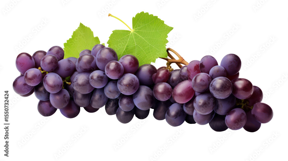 Fototapeta premium Grapes - Lush purple grape clusters hanging naturally from the vine on transparent background
