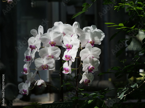 屋内に展示されているコチョウラン
