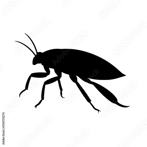Silhouette of a Water Bug with Elongated Legs and Antennae