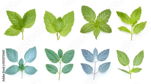 Assortment of Fresh Mint Leaves Botanicals