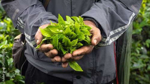 Fresh green tea leaves in hand. Freshly plucked from tea garden. symbolizing organic farming, freshness, and natural tea harvest.