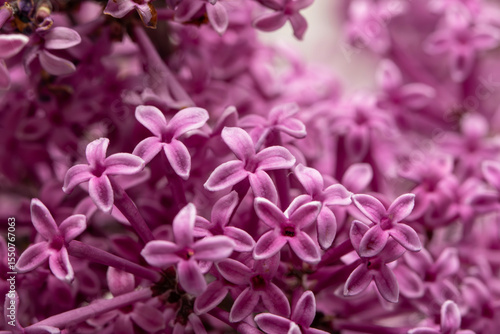 Foto Up close and personal with some flowers from a bloomerang dark purple lilac (syringa) bush