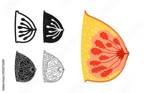 Female breast in section stylized symbol set. Anatomical bosom mammary gland woman organ symbol on white background. Drawing human breast bust medical diagnostic education design vector illustration