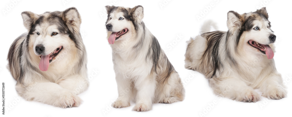 Obraz premium Adorable Alaskan Malamute dog on white background, collage of photos
