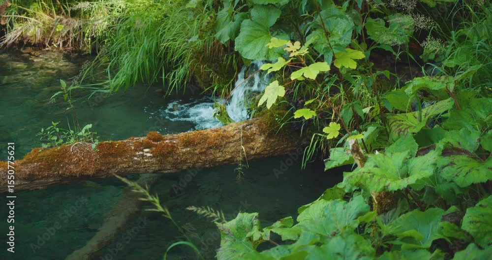 custom made wallpaper toronto digitalSmall stream of water flowing over mossy log into calm forest pond in summer
