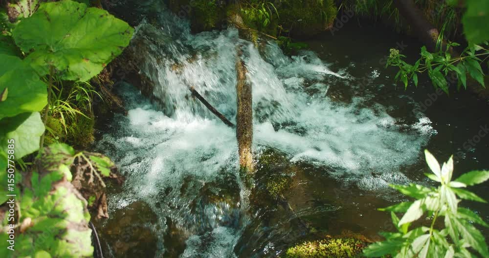 custom made wallpaper toronto digitalBubbling forest stream splashing around moss-covered logs and vibrant leaves