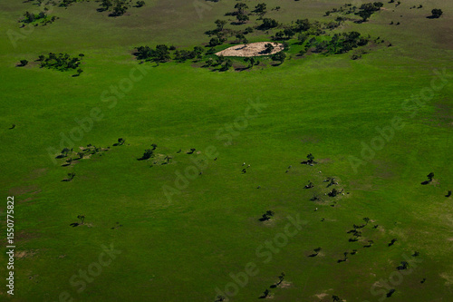 Cattle in a green landscape after flood