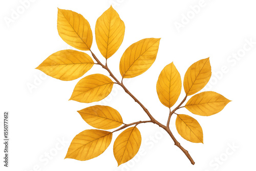 Golden yellow leaves clinging to a branch, creating a beautiful autumnal image on a transparent background