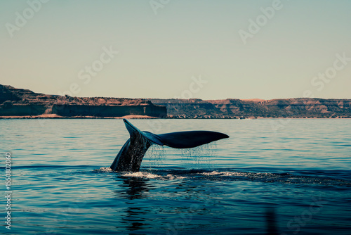 Ballena elevando su cola en las costas de Puerto Piramides, Chubut, Patagonia Argentina