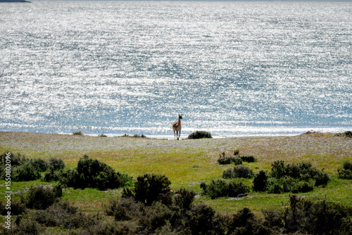 Guanaco camina por las costas de Chubut