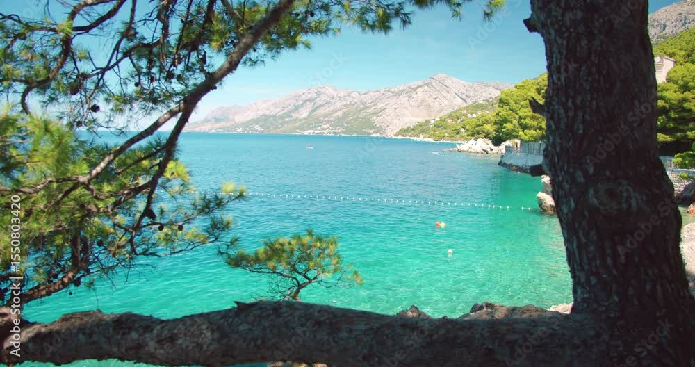 custom made wallpaper toronto digitalTurquoise sea seen through pine trees on a sunny summer day in Makarska Croatia