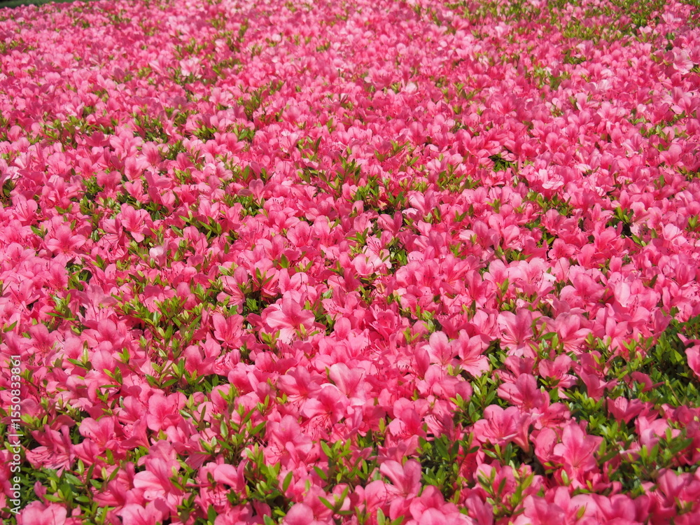 Naklejka premium Field of pink azalea flowers in full bloom, captured in Japan. Showcases delicate petals and lush green leaves, highlighting the natural beauty and vivid colors of these stunning blossoms.