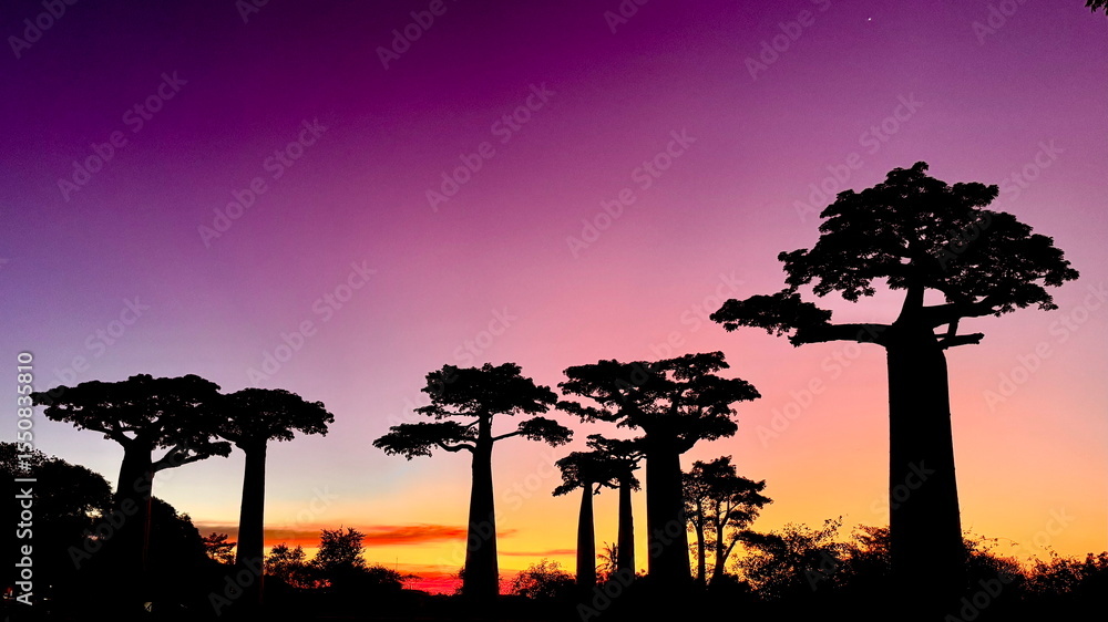 Naklejka premium Post-Sunset Silhouette of Baobab Trees in Madagascar – Twilight Mood