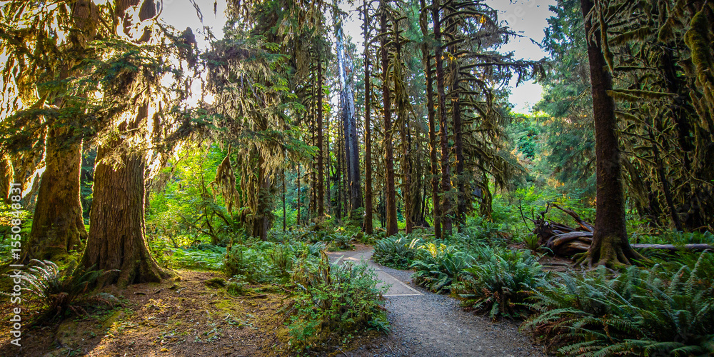 Fototapeta premium Forest path panorama