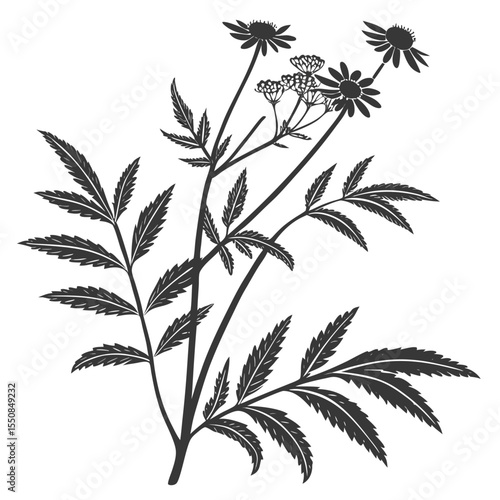 vector illustration of bidens