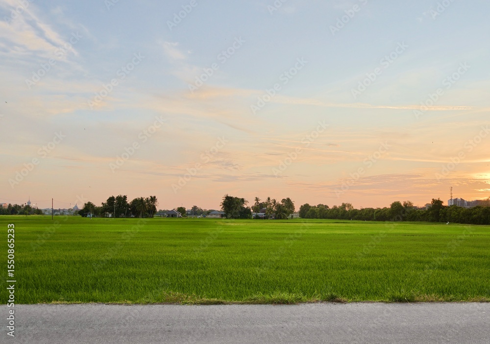 Obraz premium Paddy dield with sunset over the village, Malaysia