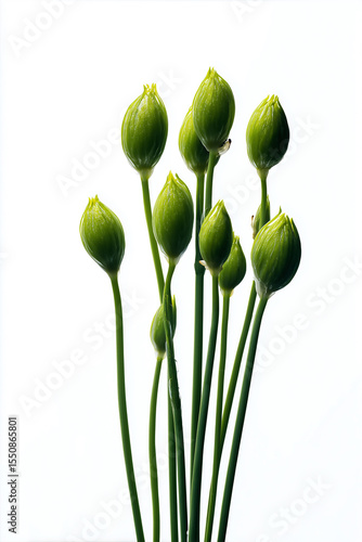 Green chive blossoms growing on white background