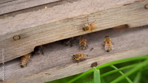Honey bees near the entrance to the hive. Bee activity close up.