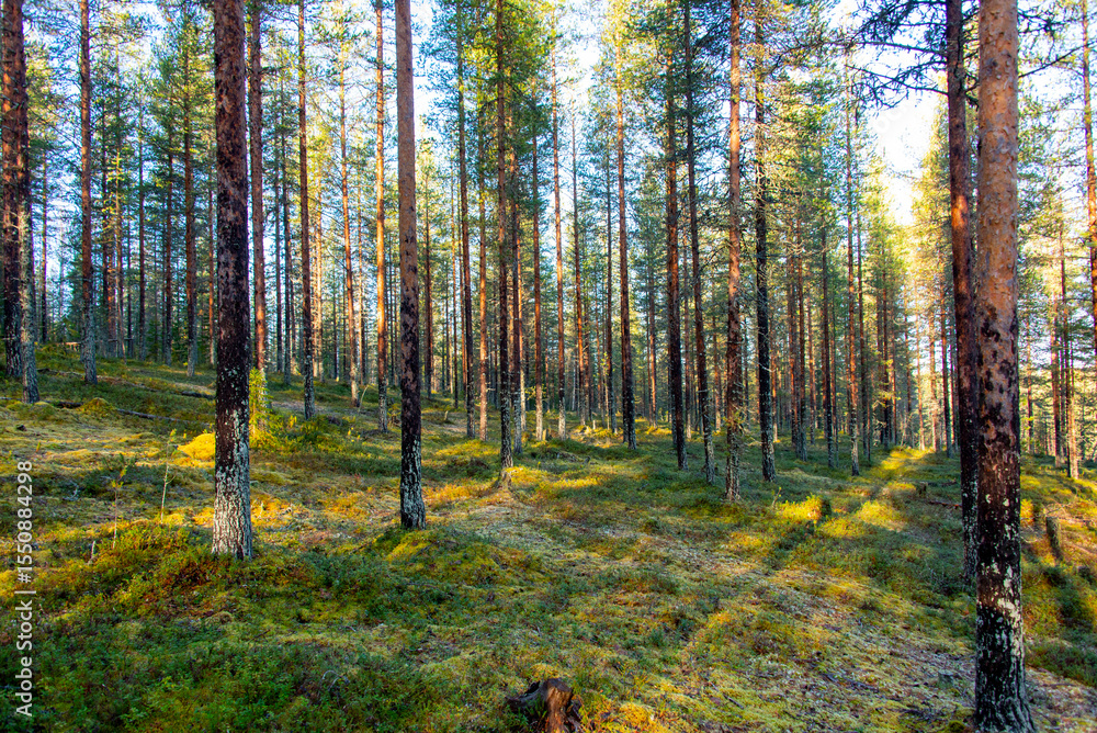 Fototapeta premium Eero's Trail in Lapland - Finland