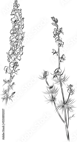 Two blooming delphinium flower stems vector