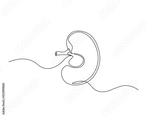 Human organ, kidney outline drawing illustration. one continuous line drawing of human kidney. healthy concept.