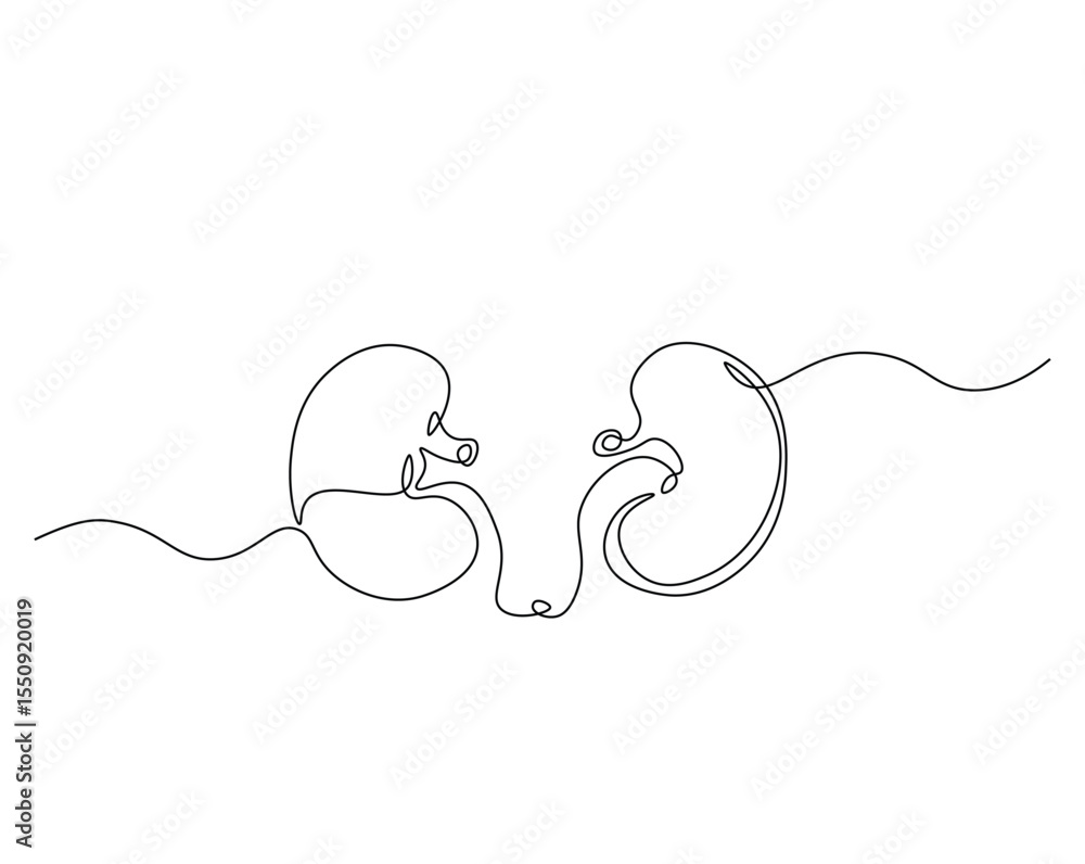custom made wallpaper toronto digitalHuman organ, kidney outline drawing illustration. one continuous line drawing of human kidney. healthy concept.