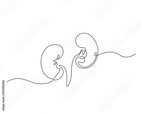 Human organ, kidney outline drawing illustration. one continuous line drawing of human kidney. healthy concept.