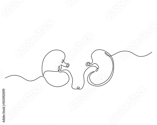 Human organ, kidney outline drawing illustration. one continuous line drawing of human kidney. healthy concept.