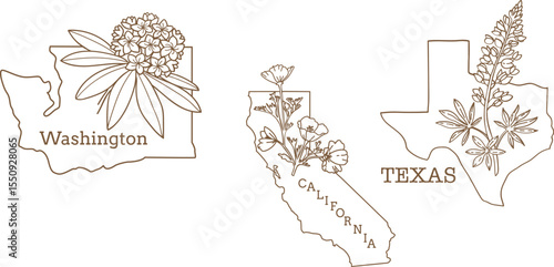 Maps of Washington state, California state, Texas state with flower symbol. Vector linear illustration.
