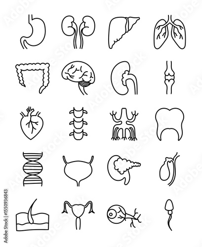 An educational illustration featuring various human organs and body parts outlined in black and white