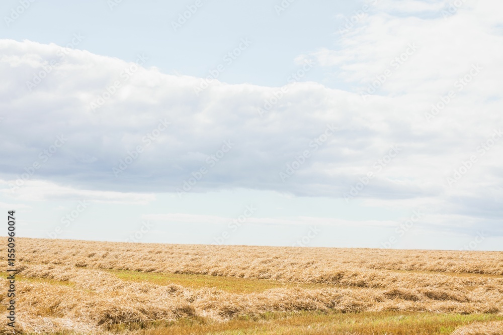 Fototapeta premium Flat design windrows of cut straw are stretching across rural farmland under bright cloudy sky