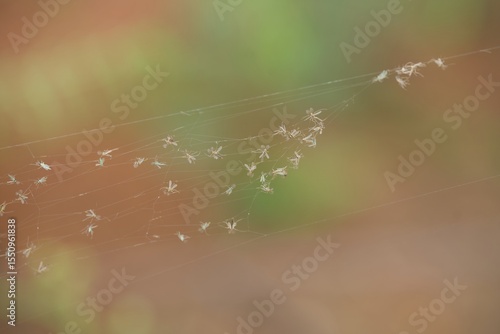 Mosquitoes on a spiderweb nature background