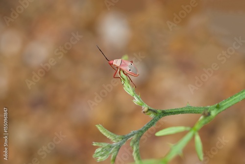 A cotton stainer bug infestation has been discovered on a green leaf.