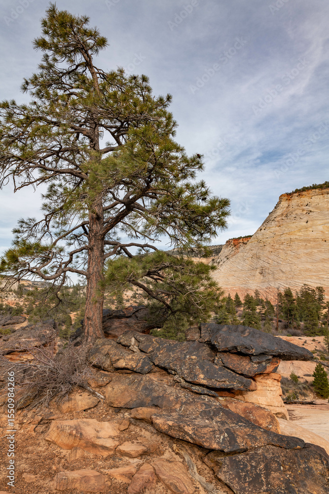 Obraz premium Zion National Park, Utah. Navajo Sandstone / Sedimentary rocks, Weathering. iron-rich layers / Iron-rich sedimentary rocks / ironstone blocks. Pinus scopulorum / pine
