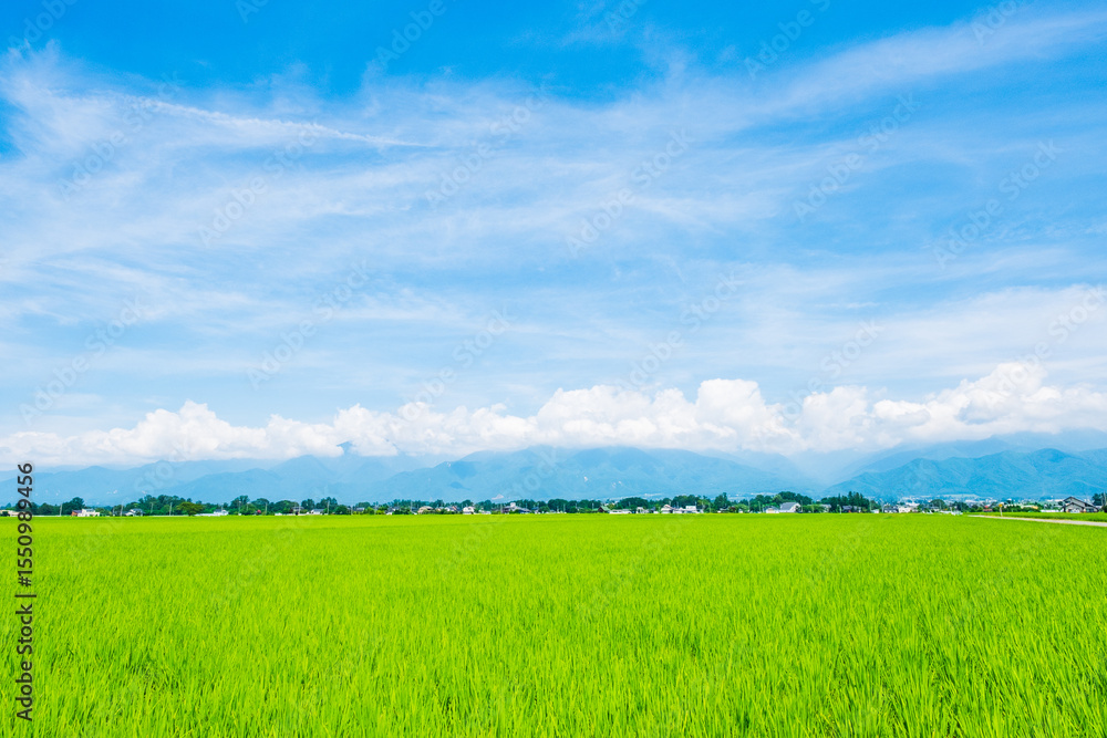 Obraz premium 田園風景 田んぼ 夏