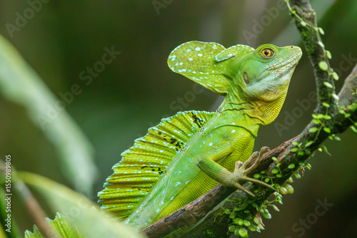 A male Green Basilisk in Costa Rica