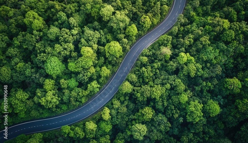 Winding road through lush forest canopy (2)