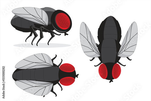 Vector illustration of black houseflies in different positions including top view and side view. Perfect for pest control designs, biology infographics, or insect-themed materials.