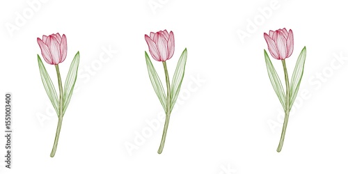 Wallpaper Mural pink tulips isolated on white Torontodigital.ca