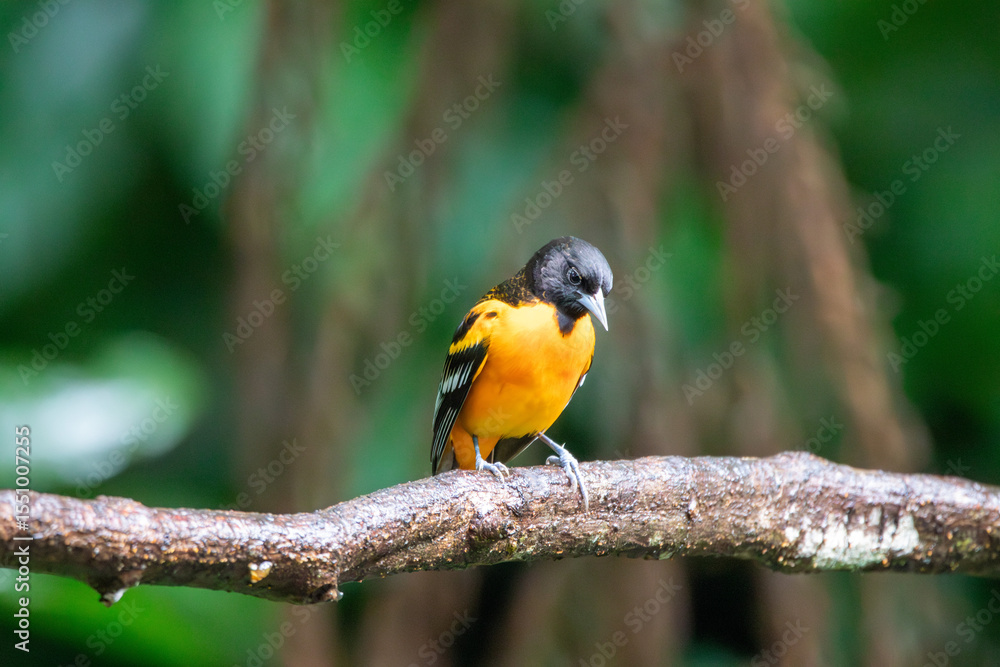A Baltimore Oriole in Costa Rica A Baltimore Oriole in Costa Rica