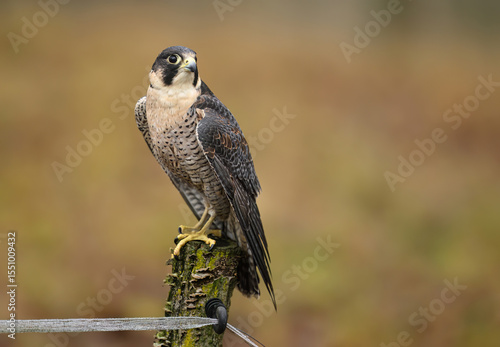 Foto Peregrine Falcon ( Falco peregrinus )  close up