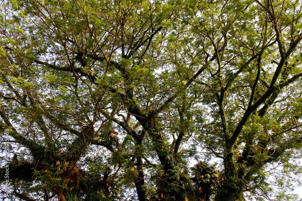 Obraz premium The rain tree or Albizia saman plant grows abundantly with cloudy sky in the morning as the background