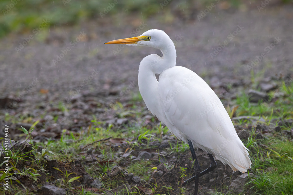 Obraz premium A Great Egret in Costa Rica