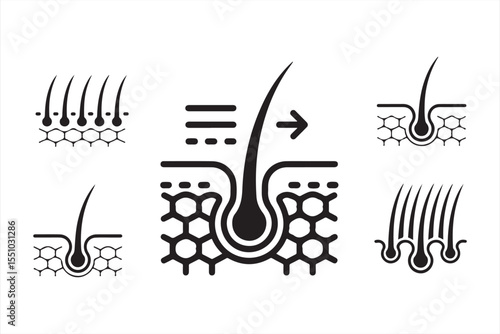Cross-sectional hair root vector with hexagon skin cells