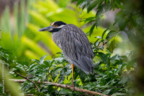 A Yellow-crowned Night Heron in Costa Rica